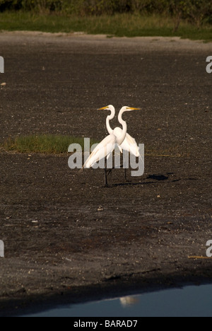 Reiher auf Merritt Island National Wildlife Refuge Titusville, Florida Stockfoto