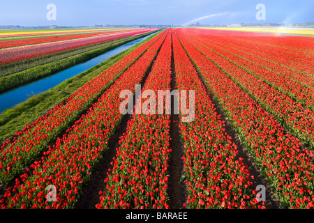 Niederländischen Tulpenfelder, Tulpen in Reihen in der Nähe von Alkmaar, Holland, Kanal und Wasser Sprinkler zur Bewässerung. Niederlande Nederland. Stockfoto