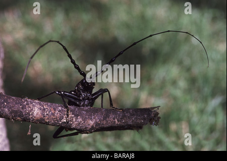 Riesige Longhorn Beetle "Buchenspießbock Cerdo" einer von Europas größten Insekten. Stockfoto