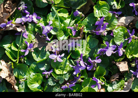 Hund-violett Viola Riviniana Pflanzen IN Blüte Stockfoto