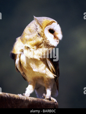 Schleiereule 'Tyto Alba' Erwachsene stehend auf Holz Vorsprung. Stockfoto