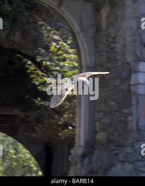 Schleiereule 'Tyto Alba' Erwachsener im Flug. Vor der zerstörten Kirche. Stockfoto