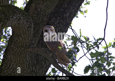 Schleiereule 'Tyto Alba' Erwachsener im Baum sitzen. Bei Tageslicht. Stockfoto