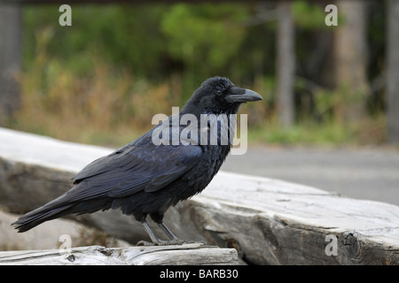 Raven Sie-Corvus Corax sitzt auf einer Steinmauer in Grand Teton Nationalpark Stockfoto