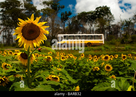 Sonnenblume-Plantage für Pflanzenöl-Produktion bei BR 163 Road in der Nähe von Sinop Stadt Staat Mato Grosso, Brasilien Stockfoto