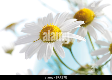 Kamille-Blüten, Nahaufnahme Stockfoto