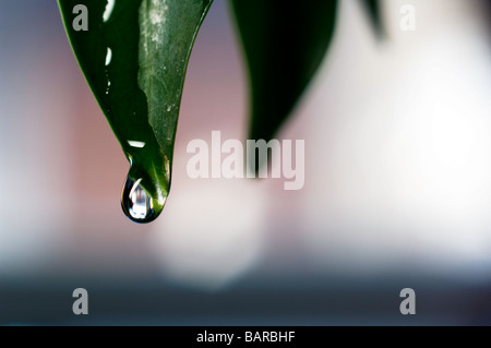 Nahaufnahme eines Wassertropfens an der Spitze eines Blattes Stockfoto