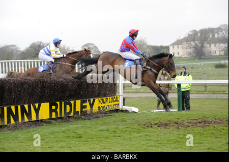 Pferde springen letzten Zaun in Sedgefield Rennen UK Stockfoto