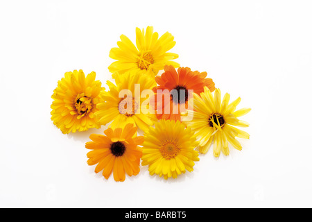 Blüten des Calendulas (Calendula Officinalis) Stockfoto