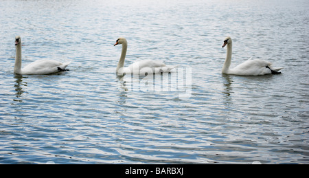 Drei weiße Schwäne Cygnus Olor in einer Zeile Stockfoto