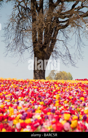 Ein weites Feld an blühende Bunte Tulpen gepflanzt in Reihen Stockfoto