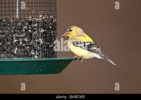 Männliche amerikanische Stieglitz in Häutung von Winter bis Sommer Stockfoto