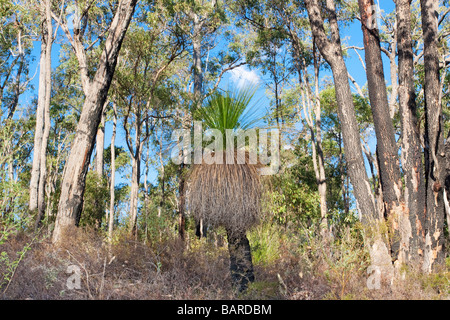 Ein Grasstree (Xanthorrhoea Preissii. aka Balga, formal als Blackboy) wächst in Eukalyptus-Wald in den Perth Hills. Stockfoto