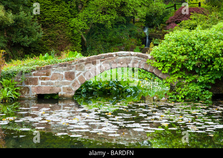 Ein Stein Garten Brücke über einen Seerosenteich mit japanischen Acer Bäume am Ness Botanical Gardens in Ness, Cheshire Stockfoto