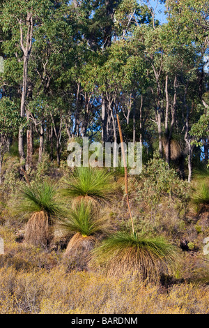 Ein Grasstree (Xanthorrhoea Preissii. aka Balga, formal als Blackboy) wächst im Buschland in den Perth Hills. Stockfoto