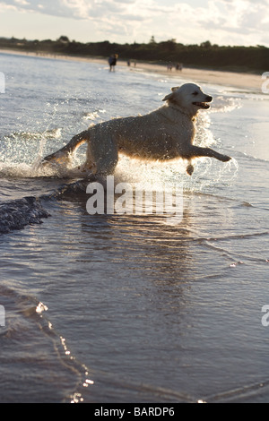 Ein goldener Retriever spielt im Wasser am Strand. Stockfoto