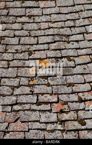 Flechten auf alten Dachziegeln York Yorkshire UK Stockfoto