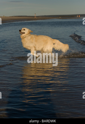 Ein goldener Retriever spielt im Wasser am Strand. Stockfoto