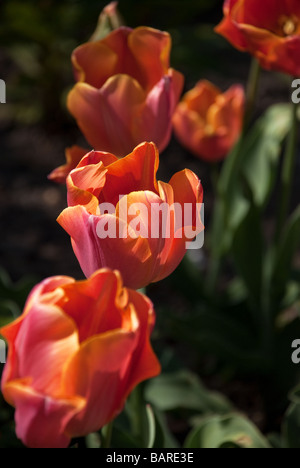 Tulpen blühen im Osterley Park, West-London Stockfoto