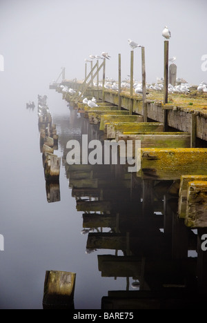 Eine alte hölzerne Pier in der Nähe von Leith Docks in Edinburgh Stockfoto