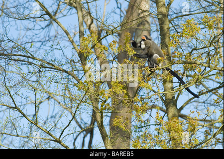 De Brazza Affe (grüne Neglectus) gefangen Stockfoto