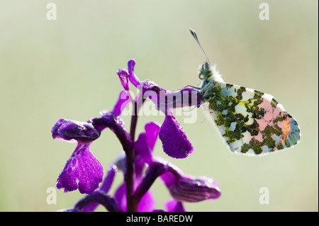 Anthocharis cardamines. Orange tip Schmetterling auf einer grünen winged Orchid in der englischen Landschaft. Großbritannien Stockfoto