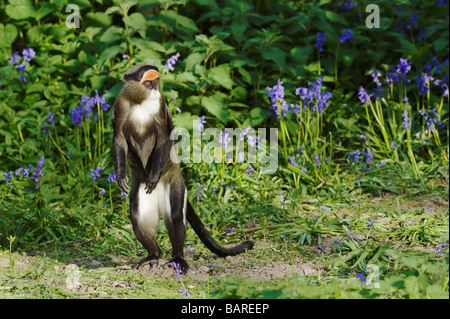 De Brazza Affe (grüne Neglectus) gefangen Stockfoto