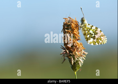 Anthocharis cardamines. Orange tip Schmetterling in der englischen Landschaft auf einem Gras Blume. Großbritannien Stockfoto