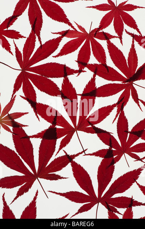 Acer palmatum. Japanische Ahornblätter gegen den weißen Hintergrund Stockfoto