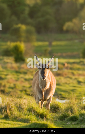 Eland (Tauro Oryx) in Gefangenschaft, UK Stockfoto