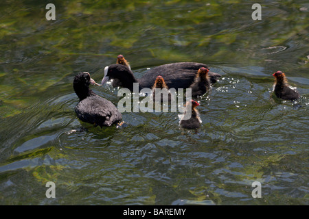 Blässhuhn-Familie Stockfoto