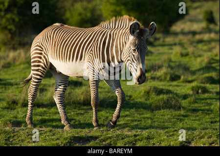 Grévy Zebras (Equus Grevyi) gefangen, UK Stockfoto