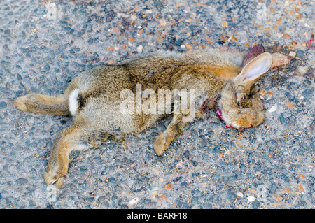 Tote junge Kaninchen (Oryctolagus Cuniculus) auf der Straße mein Auto überfahren Stockfoto