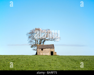 Derbyshire Feld Scheune und Baum Stockfoto