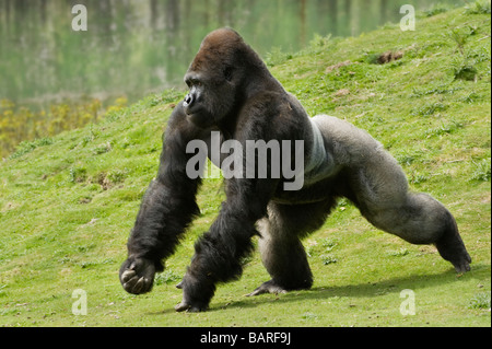 Erwachsener männlicher westlicher Tieflandgorilla (Gorilla g. Gorilla), Captive, Port Lympne Wild Animal Park, Kent, Großbritannien Stockfoto