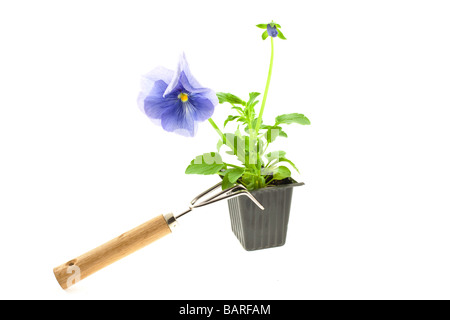 violette Stiefmütterchen s sprießen in Kunststoff-Box und Gartenarbeitwerkzeug auf weißem Hintergrund Stockfoto