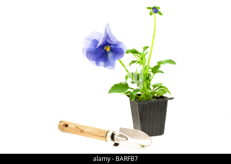 violette Stiefmütterchen s sprießen in Kunststoff-Box und Gartenarbeitwerkzeug auf weißem Hintergrund Stockfoto