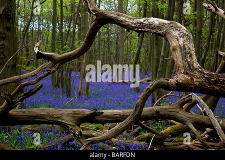 Bluebell s Blüte in Kingswood auf die North Downs Way Kent UK Stockfoto