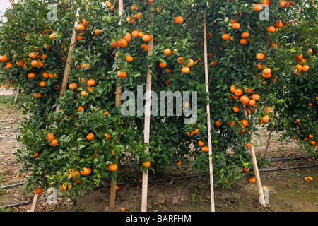 Reife Mandarinen auf Baum, Einsätze, die Zweige zu unterstützen. Stockfoto