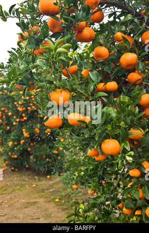 Reife Mandarinen auf Ast. Stockfoto