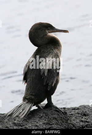 Flugunfähige Kormorane aka Galapagos Kormoran, Phalacrocorax Harrisi, Punta Espinoza, Fernandina (Narborough) Insel, Galapagos Stockfoto