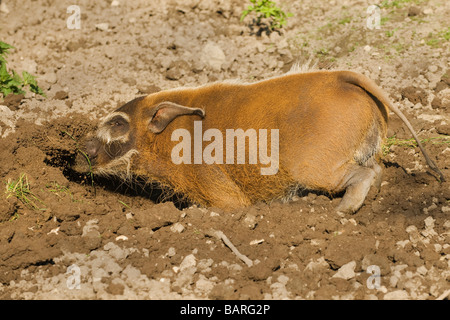 Red River Hog (Potamochoerus porcus), Captive, Port Lympne Wild Animal Park, Großbritannien Stockfoto