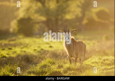 Roan Antilope (Hippotragus equinus) Captive, Port Lympne Wild Animal Park, Großbritannien Stockfoto