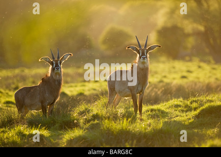 Roan Antilope (Hippotragus equinus) Captive, Port Lympne Wild Animal Park, Großbritannien Stockfoto