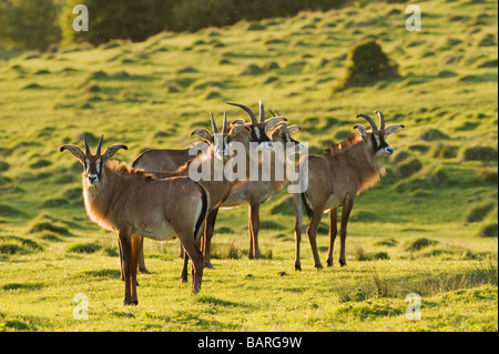 Roan Antilope (Hippotragus equinus) Captive, Port Lympne Wild Animal Park, Großbritannien Stockfoto