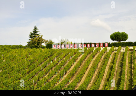 Lastverkehr Dutheil Weinberg in Chinon Indre-et-Loire-Frankreich Stockfoto