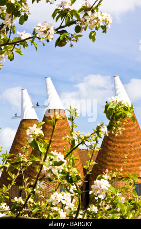 Oast Häuser und blühen in Kent Stockfoto