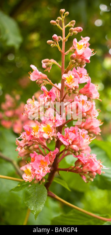 Rote Rosskastanie Blüte Stockfoto