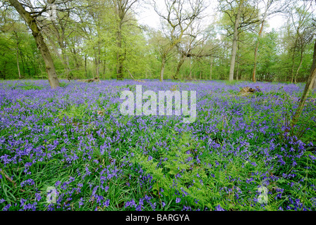 Bluebell Holz auf North Downs Surrey Stockfoto