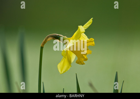 Narzisse Blume von St Davids. Stockfoto